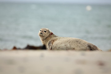 Phocidae. Beautiful wild nature of the North Sea. Germany. Seal on the beach. Nature of Europe.