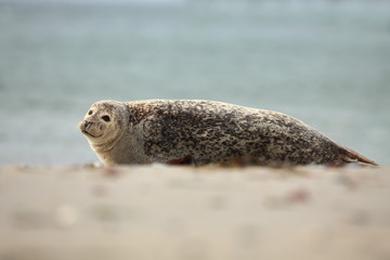 Phocidae. Beautiful wild nature of the North Sea. Germany. Seal on the beach. Nature of Europe.
