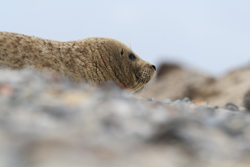Phocidae. Beautiful wild nature of the North Sea. Germany. Seal on the beach. Nature of Europe.