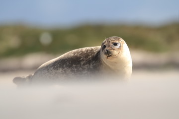 Phocidae. Beautiful wild nature of the North Sea. Germany. Seal on the beach. Nature of Europe.