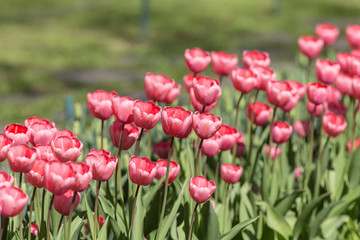Fototapeta premium tulips in the foreground