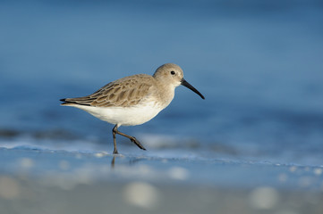 Sandpiper (Calidris alpina) photographed in its natural environment, the sea in winter.