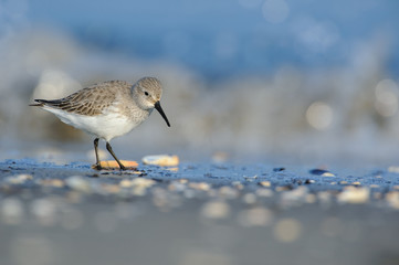 Sandpiper (Calidris alpina) photographed in its natural environment, the sea in winter.