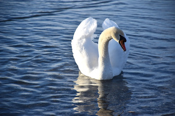 Obraz premium Schwan