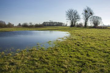 Meadow flooded with water and leafless trees.
