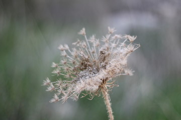 Obraz premium nature plant