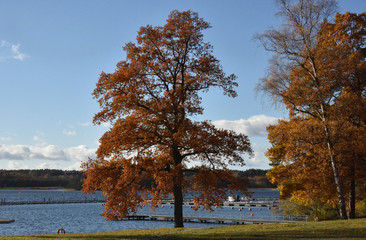 Oak tree at the beach in autumn