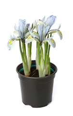 Iris katharine hotchkin