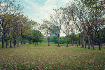Fototapeta premium Green meadow grass surrounded with trees at public park in cloudy day.