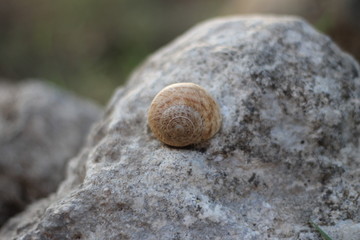 snail on a stone