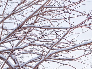 冬の枝