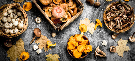 Different mushrooms in a boxes.