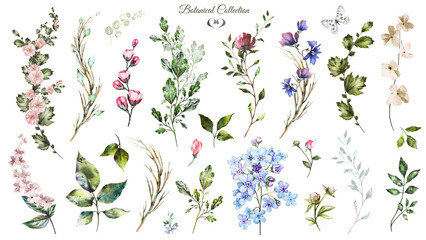 Big Set watercolor elements - wildflowers, herbs, leaf. collection garden and wild, forest herb, flowers, branches.  illustration isolated on white background, exotic  leaf. Botanic