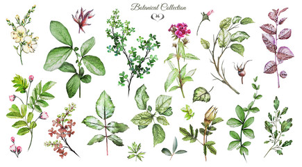 Big Set watercolor elements - wildflowers, herbs, leaf. collection garden and wild, forest herb, flowers, branches.  illustration isolated on white background, exotic  leaf. Botanic © lisima