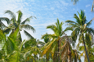 Fototapeta na wymiar Summer view of sky and coconut trees.