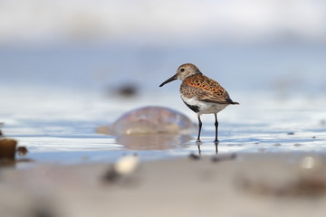 Calidris alba. The wild nature of the North Sea. Bird on beach by the sea. The beautiful nature of Europe. A beautiful picture of nature. Sea. Water.