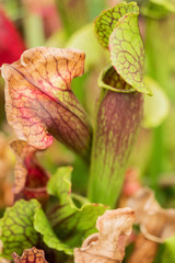 Sarracenia, carnivorous plant