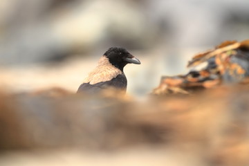 Hooded Crow. Corvus cornix. Mid-sized bird. It is spread throughout Europe. Corvus cornix. The wild nature of the North Sea. Helgoland. Nature of Europe. Free nature. Beach. Sea.