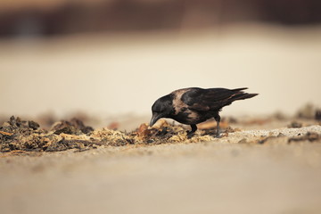 Obraz premium Hooded Crow. Corvus cornix. Mid-sized bird. It is spread throughout Europe. Corvus cornix. The wild nature of the North Sea. Helgoland. Nature of Europe. Free nature. Beach. Sea.