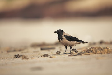 Hooded Crow. Corvus cornix. Mid-sized bird. It is spread throughout Europe. Corvus cornix. The wild nature of the North Sea. Helgoland. Nature of Europe. Free nature. Beach. Sea.