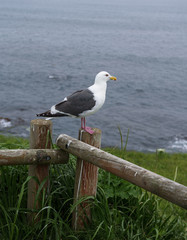 Seagull on a fence flying around Kiritappu cape, Hokkaido, Japan