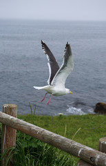 Seagull on a fence flying around Kiritappu cape, Hokkaido, Japan