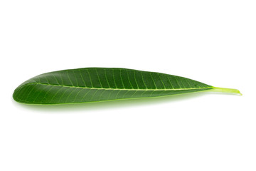 plumeria or frangipani leaf and flower, isolated on white background