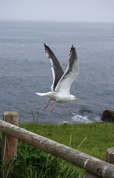 Seagull on a fence flying around Kiritappu cape, Hokkaido, Japan