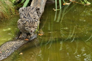Beautiful and elusive fishing cat in the nature habitat near water. Endangered species of cats living in captivity. Kind of small cats. Prionailurus viverrinus.