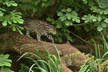Beautiful and elusive fishing cat in the nature habitat near water. Endangered species of cats living in captivity. Kind of small cats. Prionailurus viverrinus.