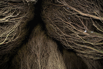 Old dry trees in mystical forest in night , dark sky background