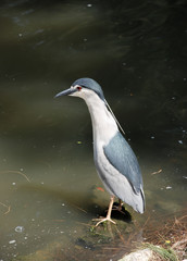 Grey heron on water