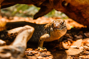 lizard