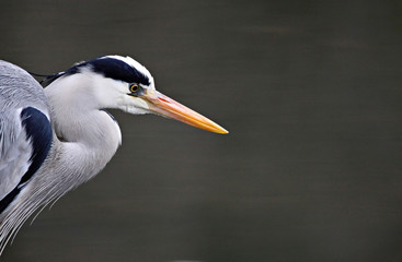 Heron Head