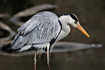 Heron