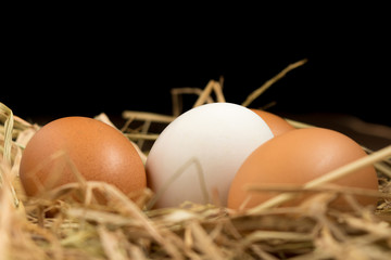 egg. straw. on wood.  black background