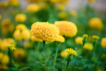 beautiful marigold yellow flowers in the garden.
