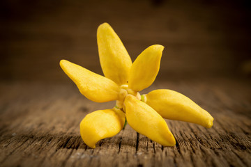 flower climbing ylang-ylang, climbing ilang-ilang, manorangini, hara-champa kantali champa on wooden