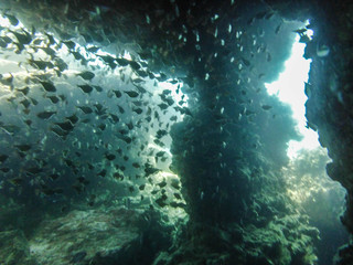 grandiose Korallen bei Tauchgang in Südost Asien