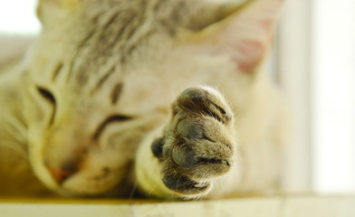 paw of gray cat sleeping on wooden cupboard