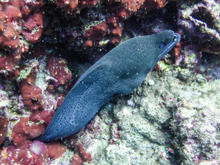 gro&szlig;e Mur&auml;ne