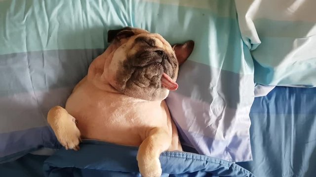 Pug dog having a siesta an resting in bed on a pillow on his back , tongue sticking out looking very funny