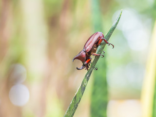 Closeup of beetle on the green leaf with blurry bokeh background.