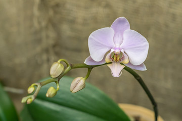 violet blooming orchid