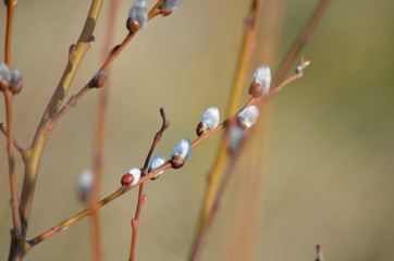 Pussy Willow