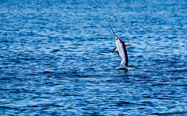 Swordfish to the surface of the sea