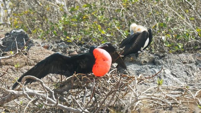 pair of magnificent frigatebirds on isla genovesa in the galapagos islands, ecuador