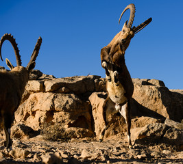 Mountain goats in the Crater Ramon National Park, Israel