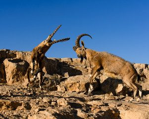 Mountain goats in the Crater Ramon National Park, Israel