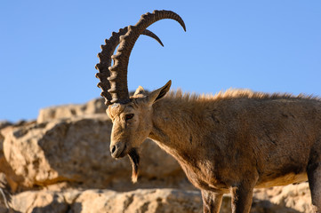 Mountain goats in the Crater Ramon National Park, Israel